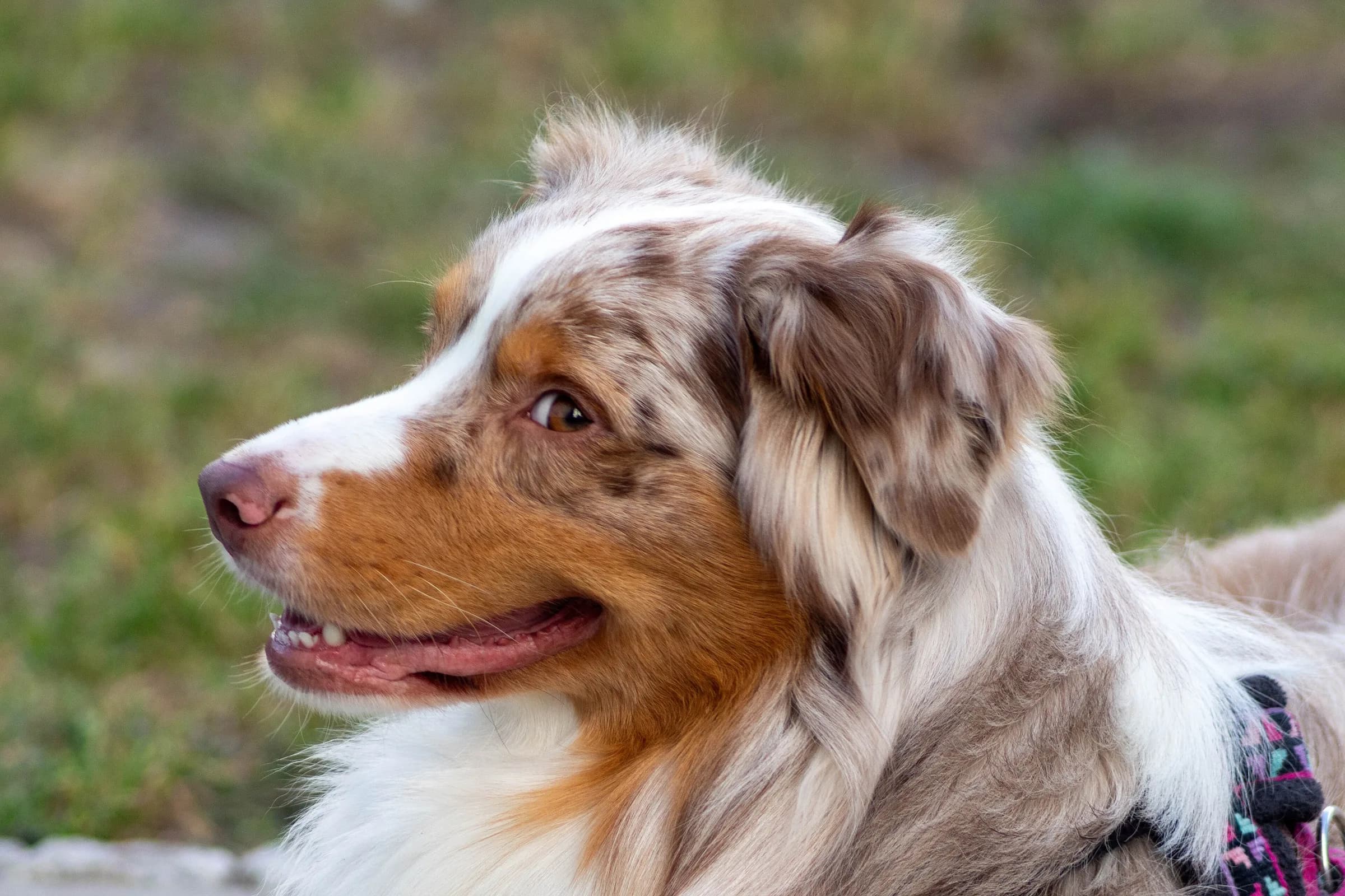 Australian Shepherd looking ahead