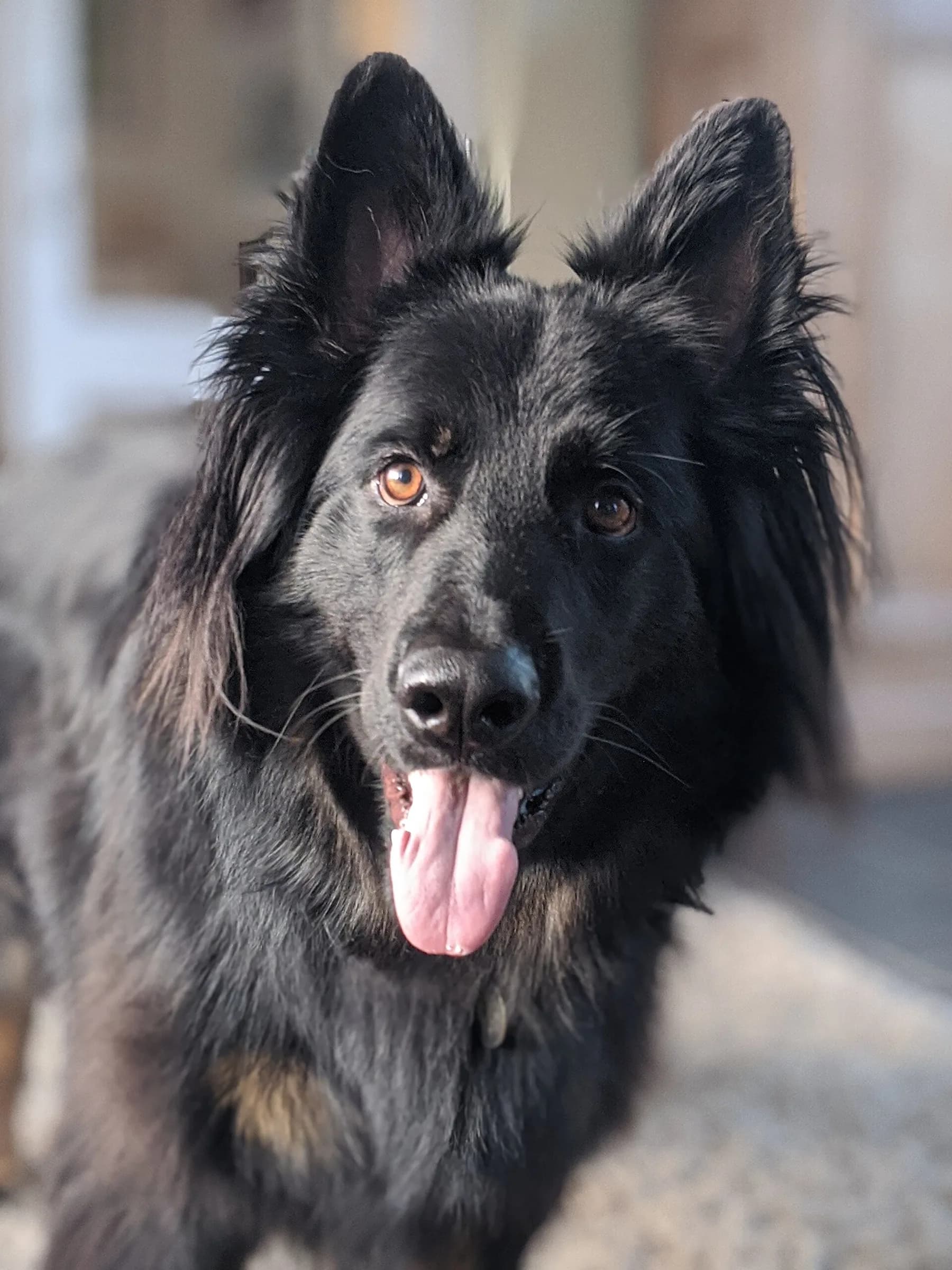 Long haired black shepherd portrait