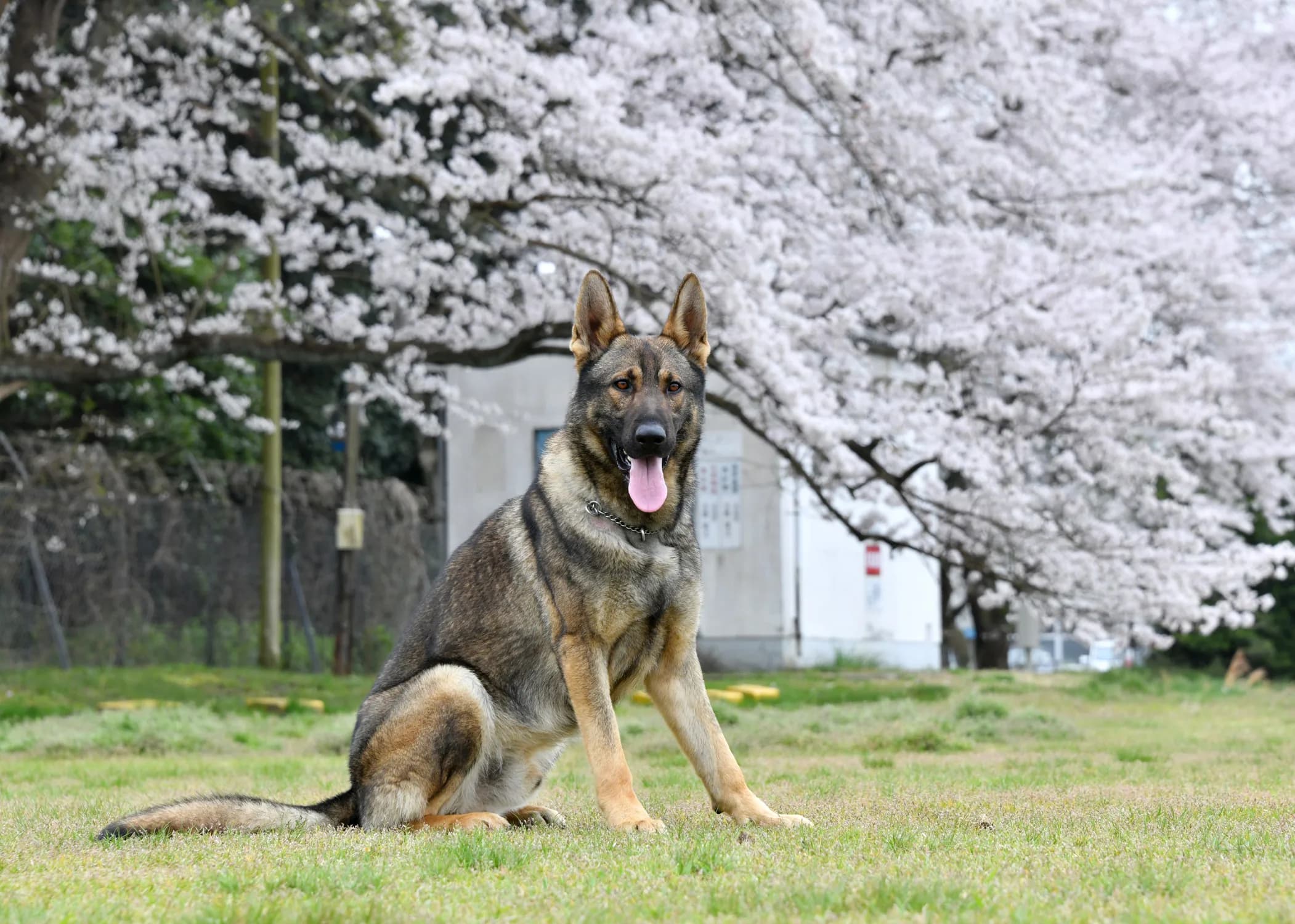 A German Shepherd holding a down under blossoming trees