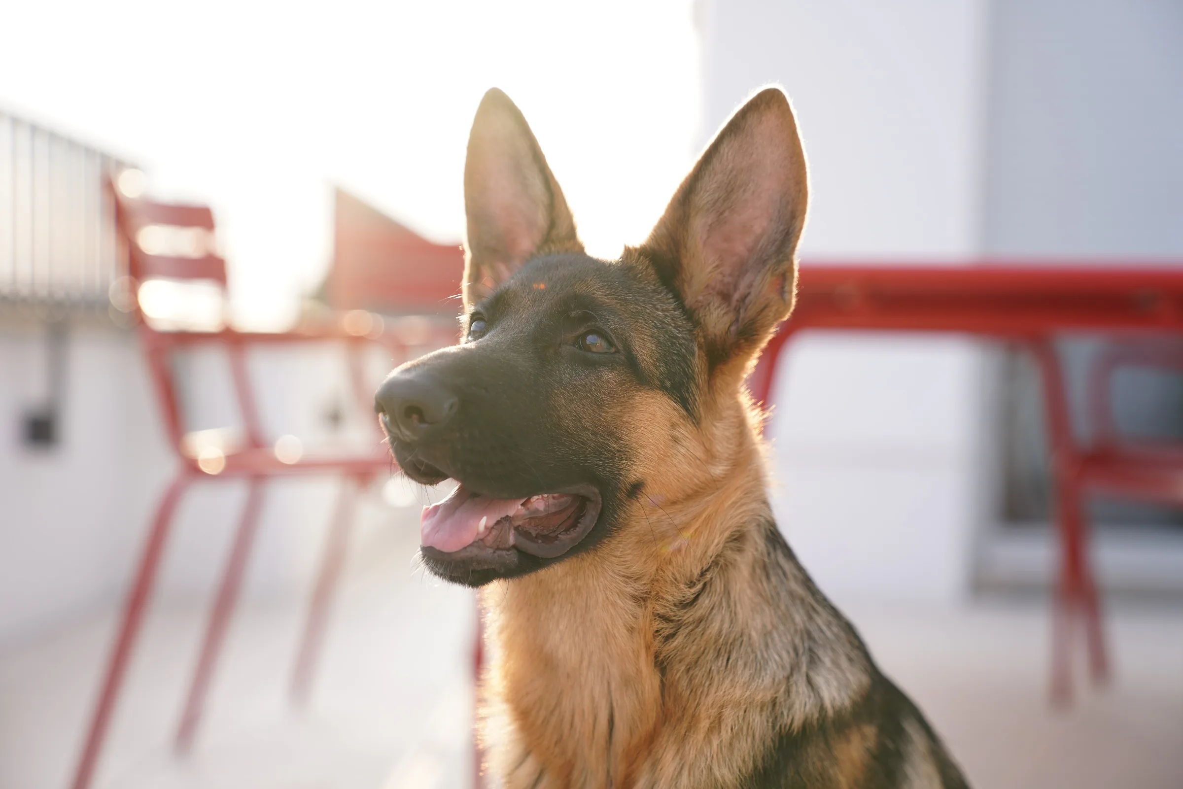 German Shepherd portrait