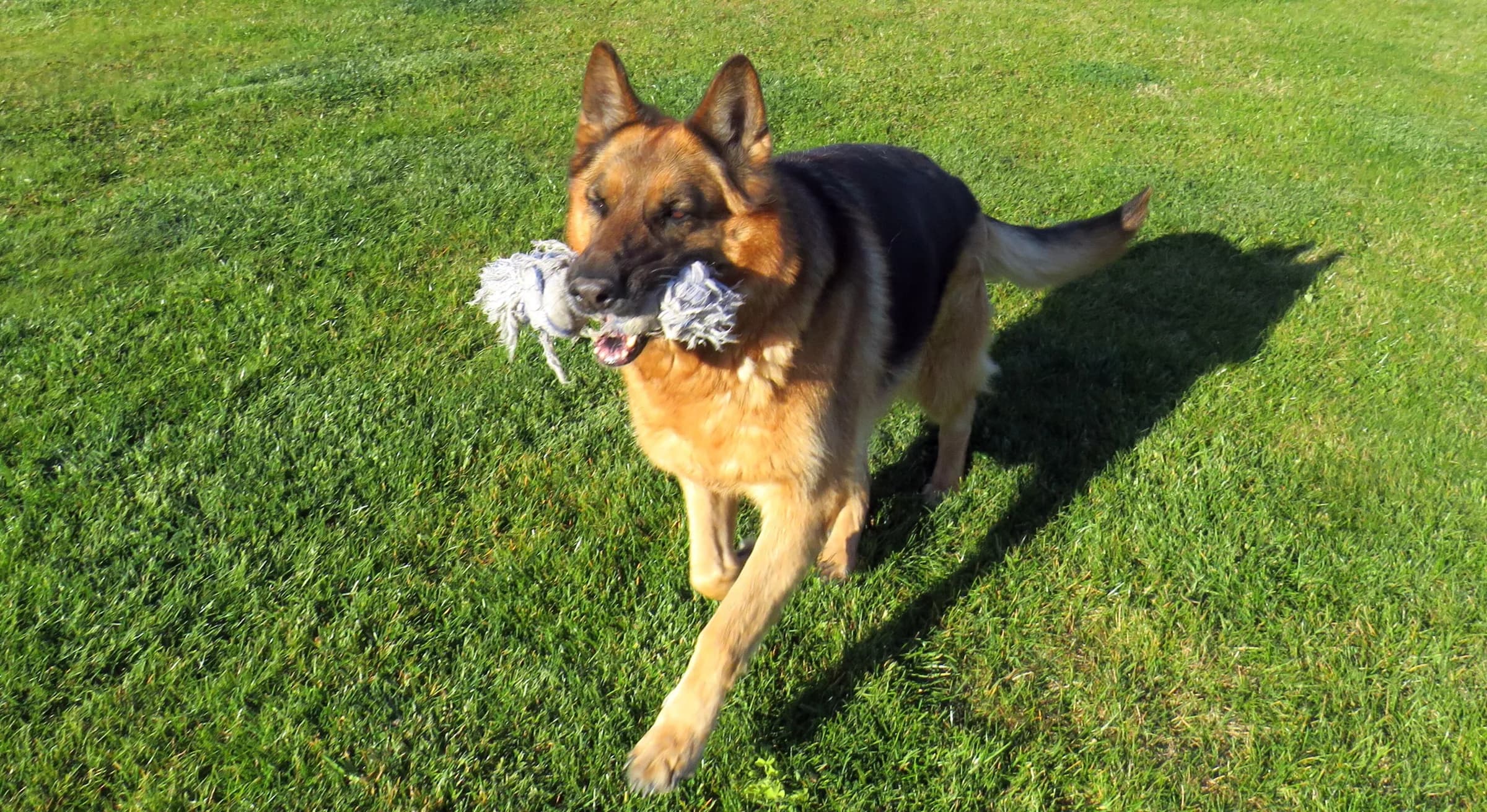 German Shepherd running with a toy