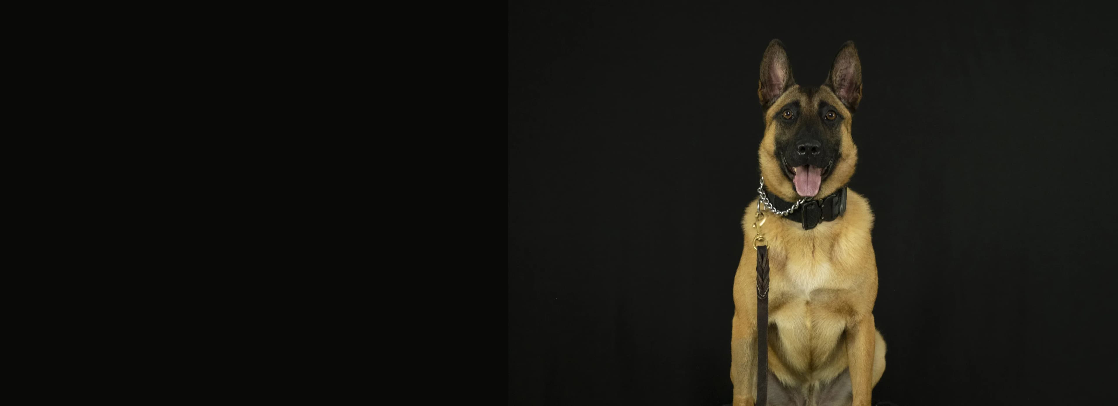 A Belgian Malinois holding a calm sit against a black backdrop