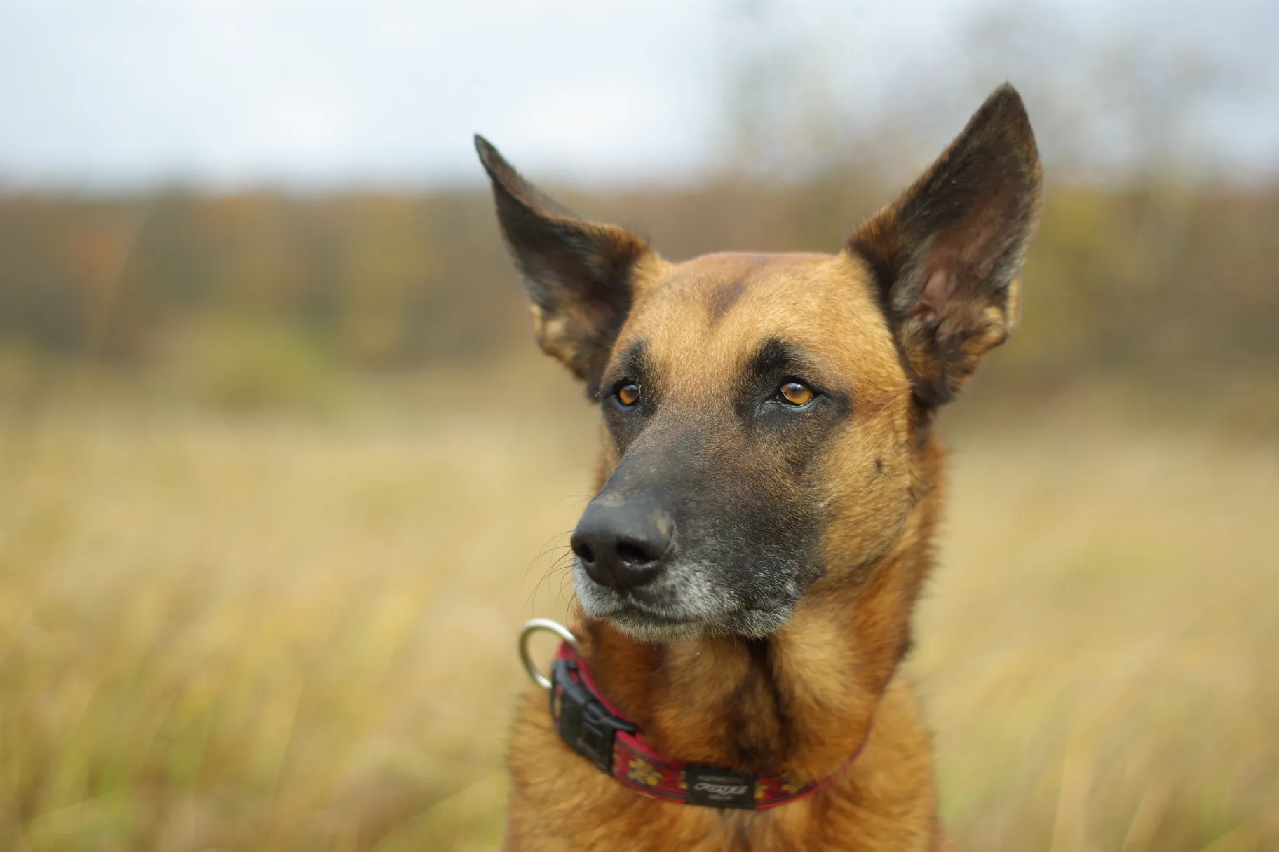 A Belgian Malinois holding focus in a golden field