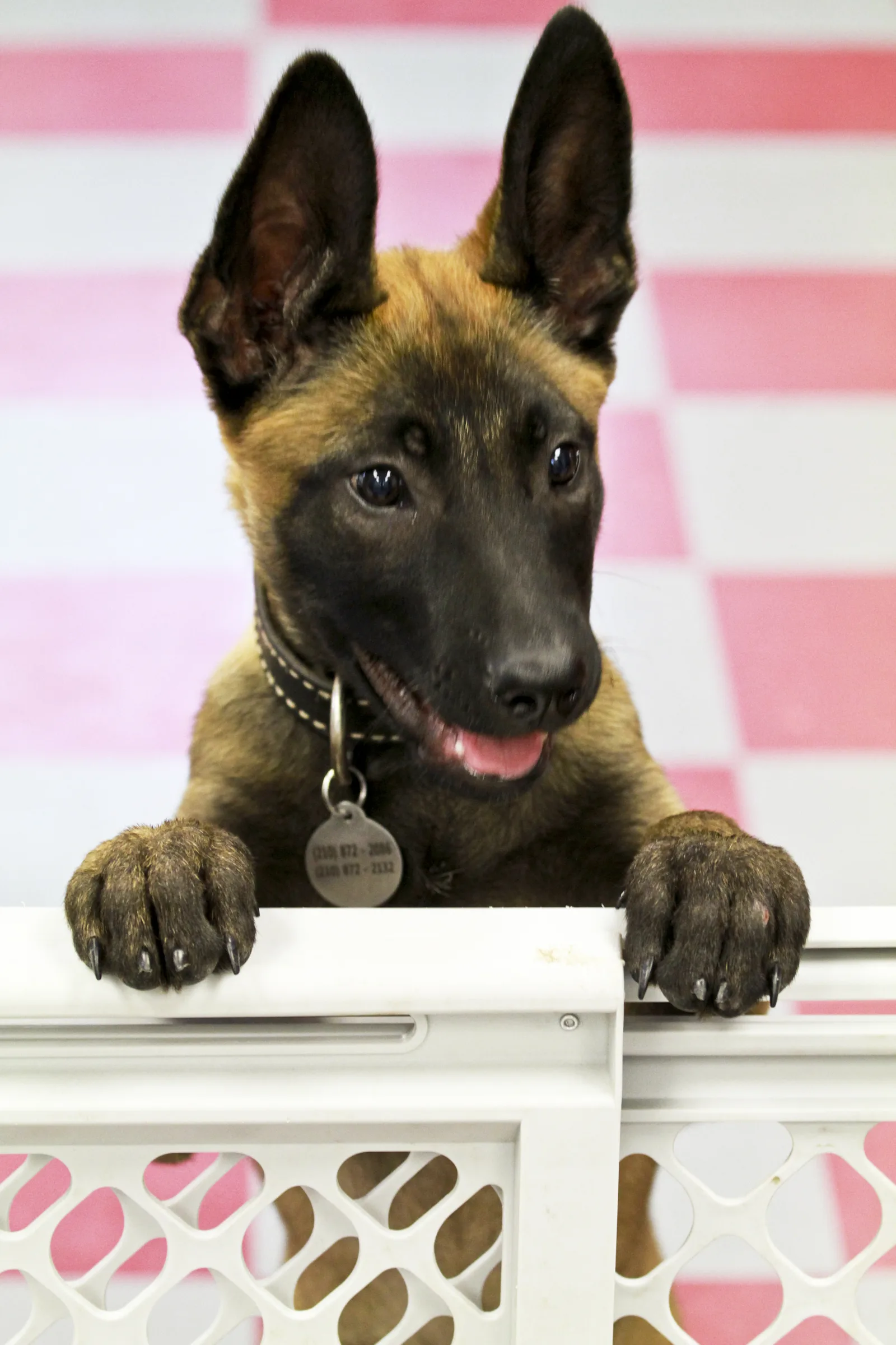 Malinois puppy leaning on a fence