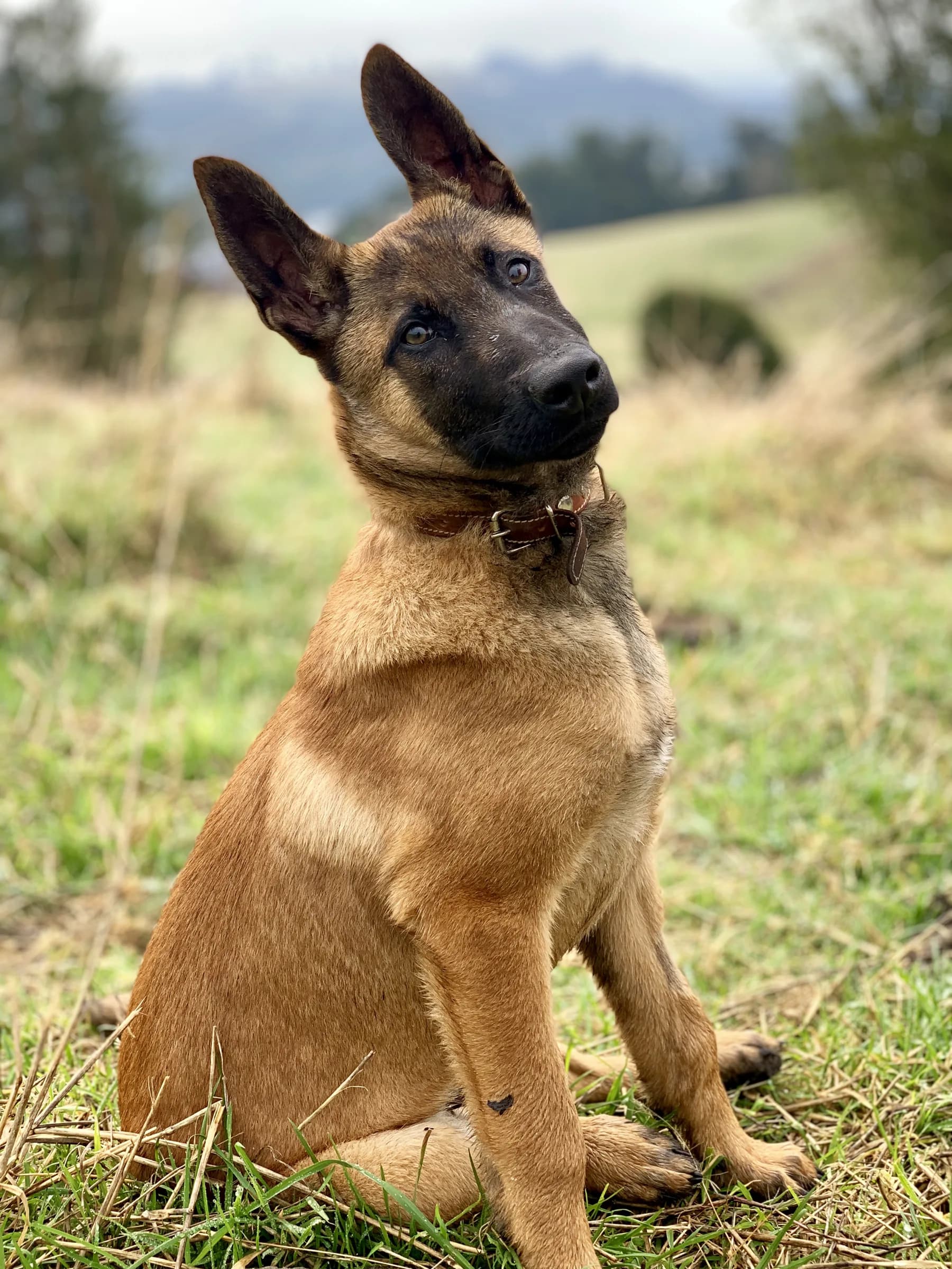 Malinois puppy sitting in a field